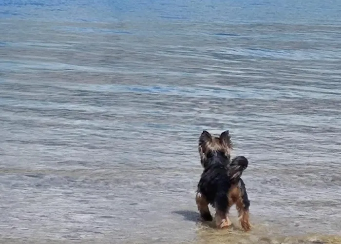 Izzi Mobile - Terra Park Spiritos